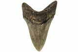 Fossil Megalodon Tooth - North Carolina #199708-1